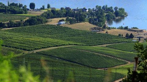 Wineries Okanagan Valley WS CC V004 Stock Footage 33474250