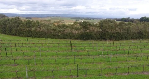 Winery Drone Stock Footage 92116418