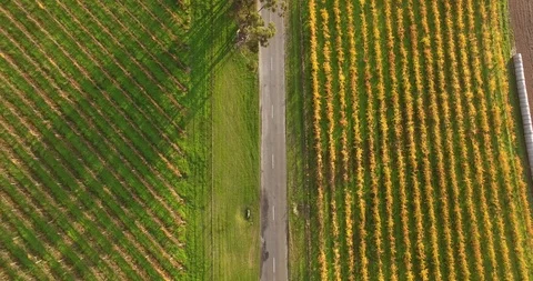 Winery Drone Stock Footage 92122113