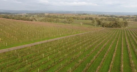 Winery Drone Stock Footage 92122133