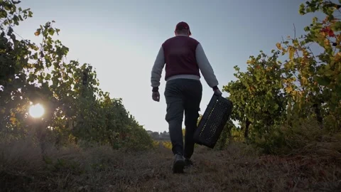 Winery field worker moves between rows of wine grape bushes with box Stock Footage 270062316