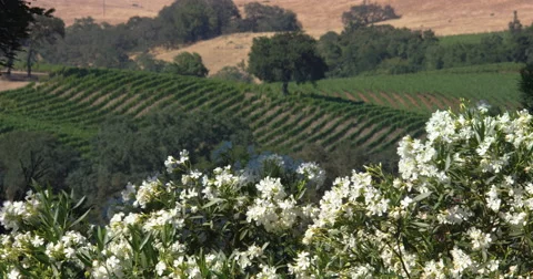 Winery Garden Stock Footage 66580149