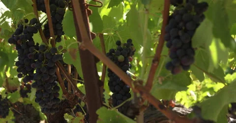 Winery Grapes Stock Footage