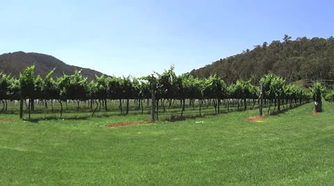 Winery Grapes Growing In Rows Stock-Footage 57681870