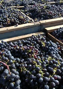 On to the Winery Stock Photos