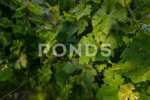 Winery plantations in long rows on the mountains and hills Stock Photos