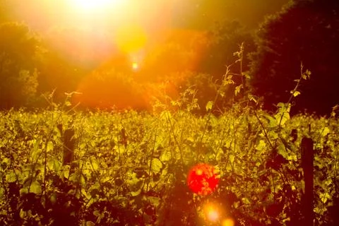 Winery in sunset Stock Photos