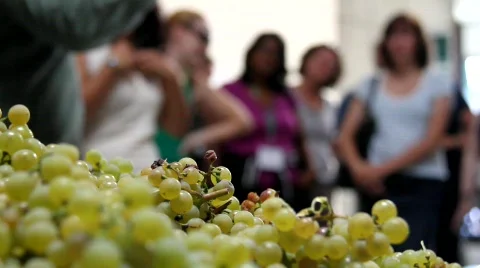 Winery Tourists Stock Footage 860436
