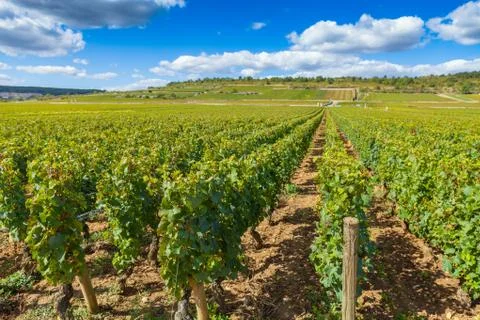 Winery vines Stock Photos