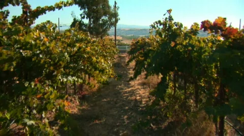 Winery Vineyard Walkthrough Stock Footage 346102