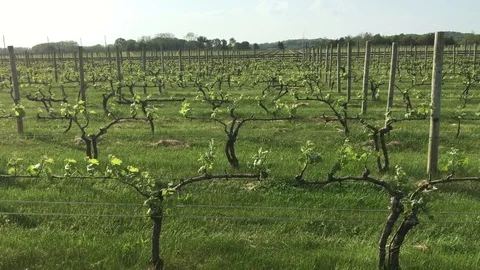 Winery Wine Vineyard Winemaker Vintner Field with Grape Trees on Sunny Day Stock Footage 80818498
