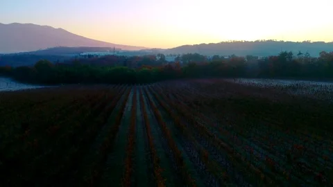 Wines Grapes Fields of Waniko Winery with the Morning Sun and Mount Asama Stock Footage 333194756