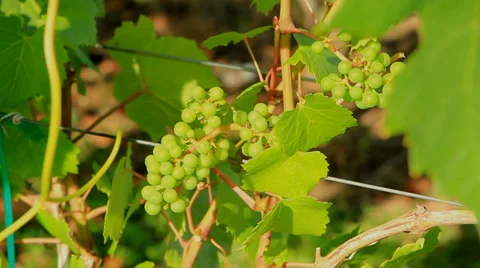 Wines Okanagan day CU Stock Footage 33474355
