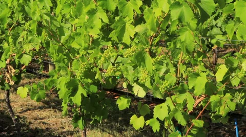 Wines Okanagan day MS CC Stock Footage 33473672