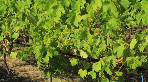 Wines Okanagan day MS 스톡 동영상 33473972