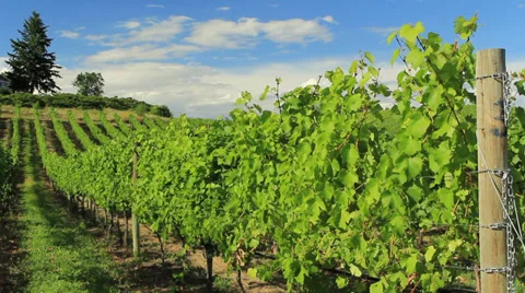 Wines Okanagan WS day 스톡 동영상 33473950
