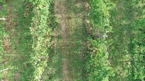 Wineyard from above Stock Footage 164542929