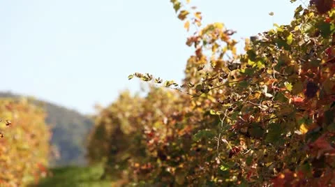 Wineyard in autumn Stock Footage 27736756