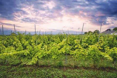 Wineyard in a beautoful sunset Foto stock