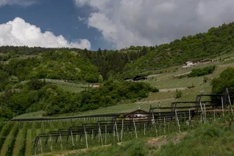 Wineyard with a blue sky with clouds in background Stock Photos