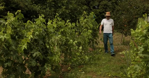 Wineyard crop check by man in hat Stock Footage 155737060