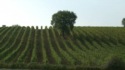 WineYard Stock Footage 86349