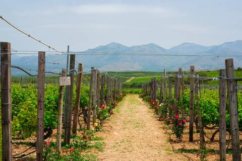 Wineyard with grape rows Stock Photos