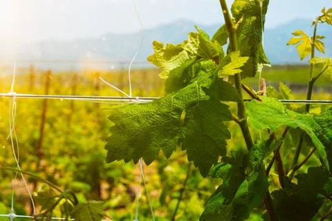 Wineyard with grape rows Stock Photos