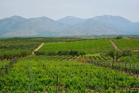 Wineyard with grape rows Stock Photos