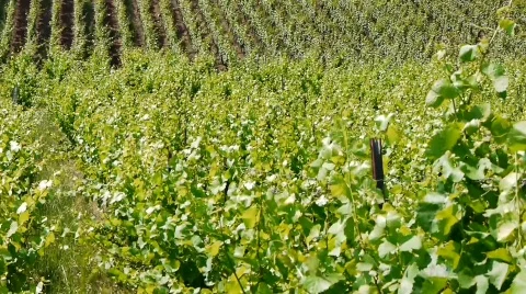 Wineyard with Graves in the Wind Stock Footage 777103