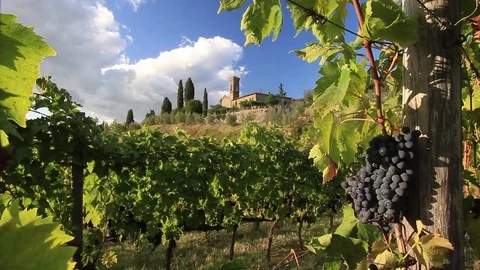 Wineyard landscape with red wine grapes, cypresses and church, Tuscany, Italy Stock Footage