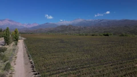 Wineyard Mendoza Stock Footage 297372754