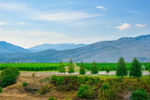 Wineyard in montenegrin mountains Stock Photos
