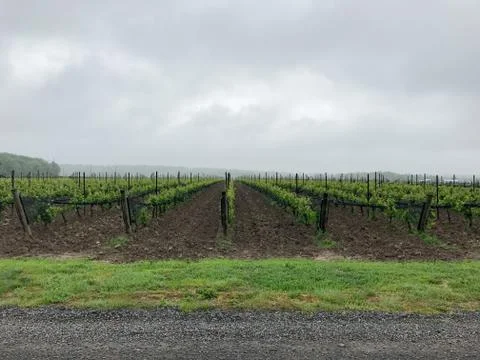 Wineyard Orchard Fields 写真素材