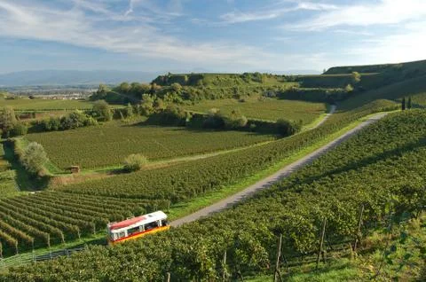 Wineyard Stock Photos