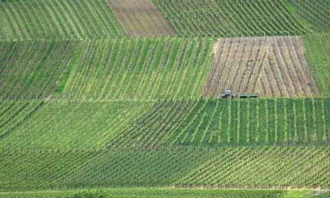 Wineyard Stock Photos