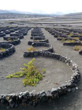 Wineyard Stock Photos
