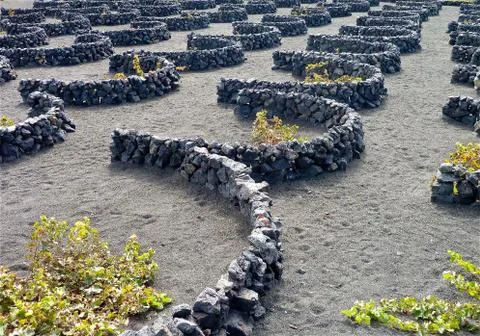 Wineyard 写真素材