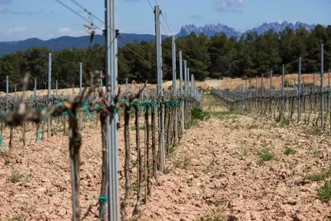 Wineyard Stock Photos