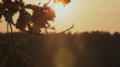 Wineyard in sunset Stock Footage 7734248