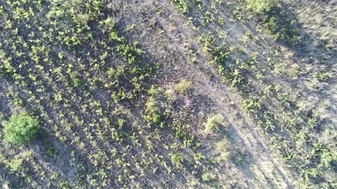 Wineyard top view rotation Stock Footage 248601928