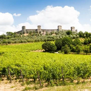 Wineyard in tuscany Stock Photos