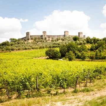 Wineyard in tuscany Stock Photos