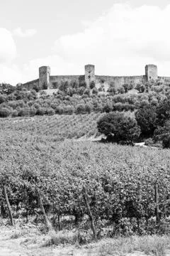 Wineyard in tuscany Foto stock