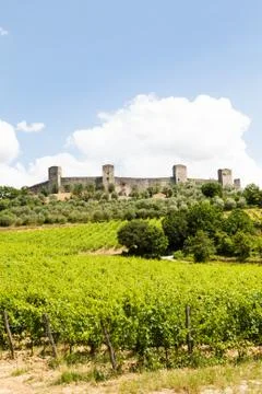 Wineyard in tuscany Stock Photos