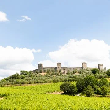 Wineyard in tuscany Foto stock