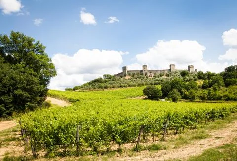 Wineyard in tuscany Foto stock