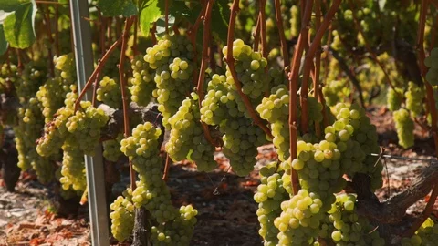 Wineyard with white grape Stock Footage 99339496