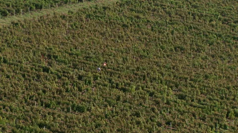 Wineyard work Stock Footage 51169320