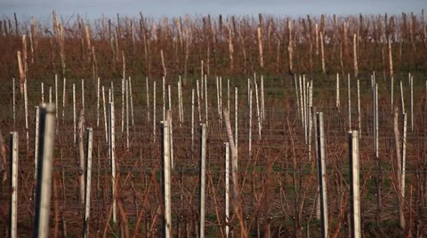 Wineyards in winter Stock Footage 47211389